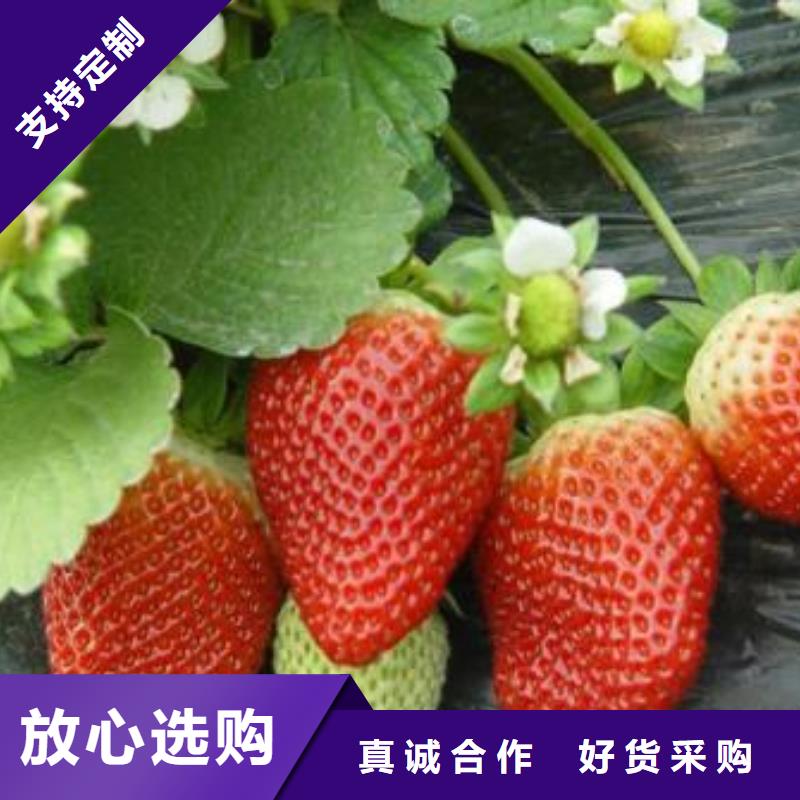 草莓苗苹果苗质检严格