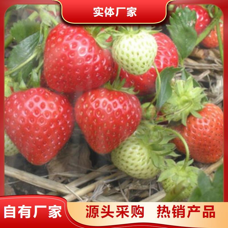 草莓苗桃树苗快速报价