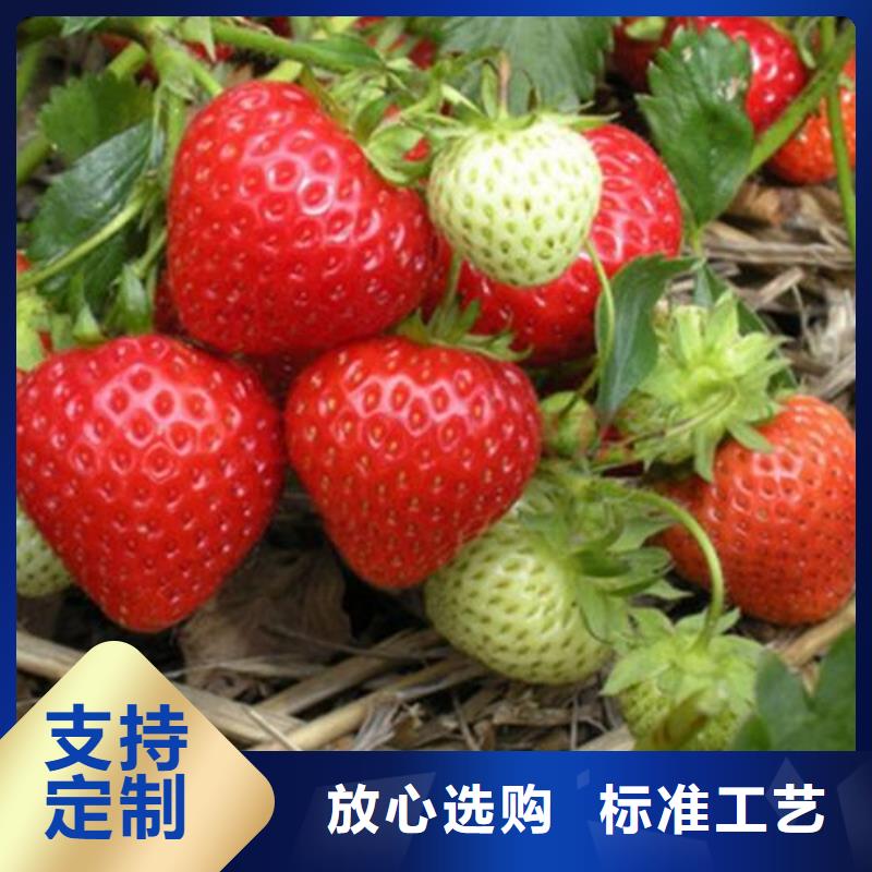 草莓苗_【葡萄苗】厂家质量过硬 兴海苗木种植社(安庆市分公司)