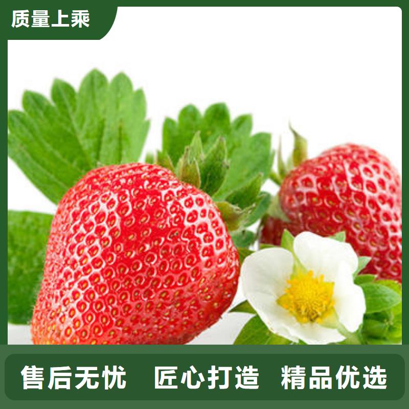 【草莓苗】_板栗苗用心做好细节-服务区域包括乐陵|齐河|日照|淄博|莱芜|潍坊|济宁|泰安等-产品视频