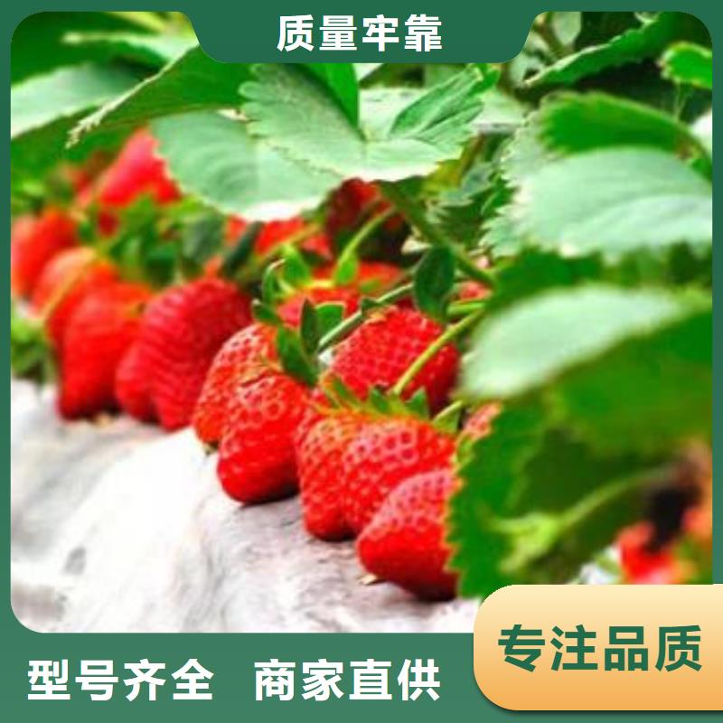 【草莓苗】_板栗苗用心做好细节-服务区域包括乐陵|齐河|日照|淄博|莱芜|潍坊|济宁|泰安等-产品视频
