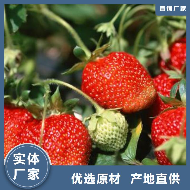 草莓苗_蓝莓苗实力才是硬道理