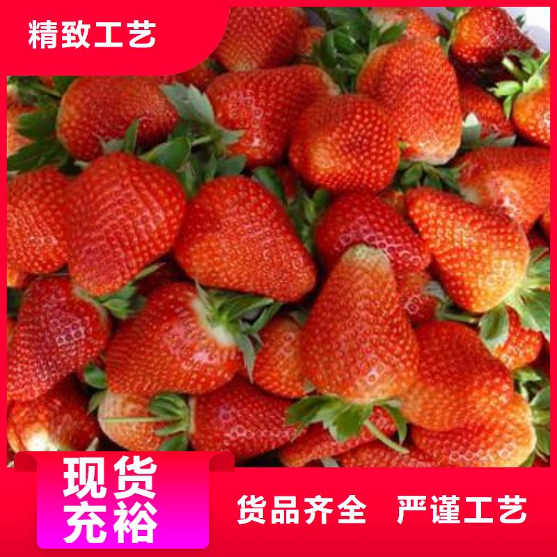 兴海【草莓苗】 李子苗放心选购28354.com