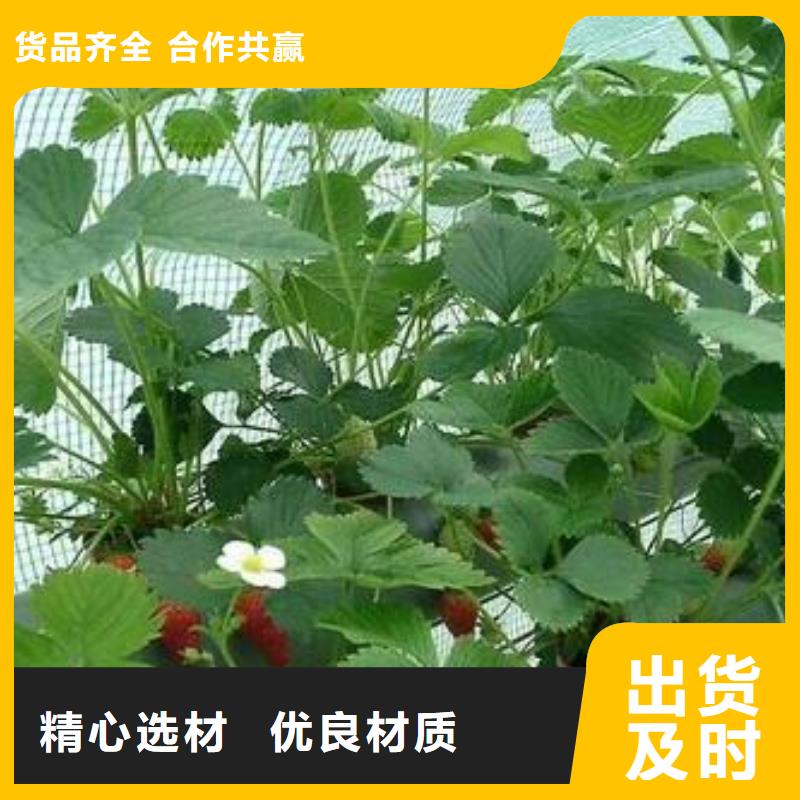 草莓苗梨树苗源头厂家来图定制