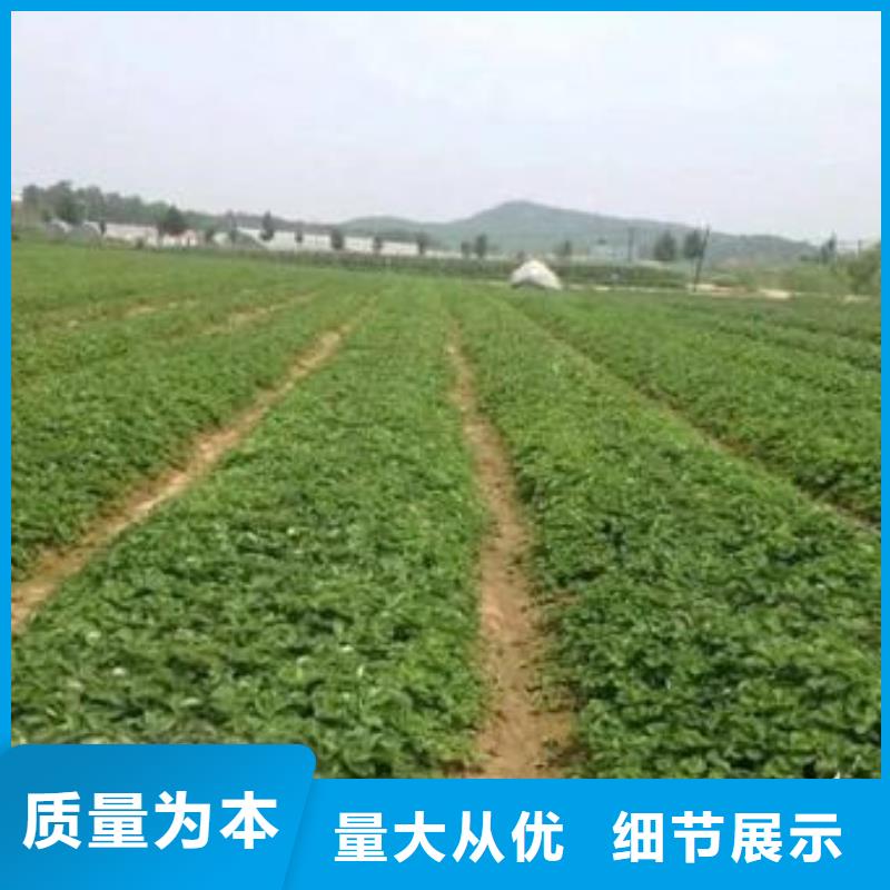 工厂直供 草莓苗_【葡萄苗】厂家质量过硬-产品视频