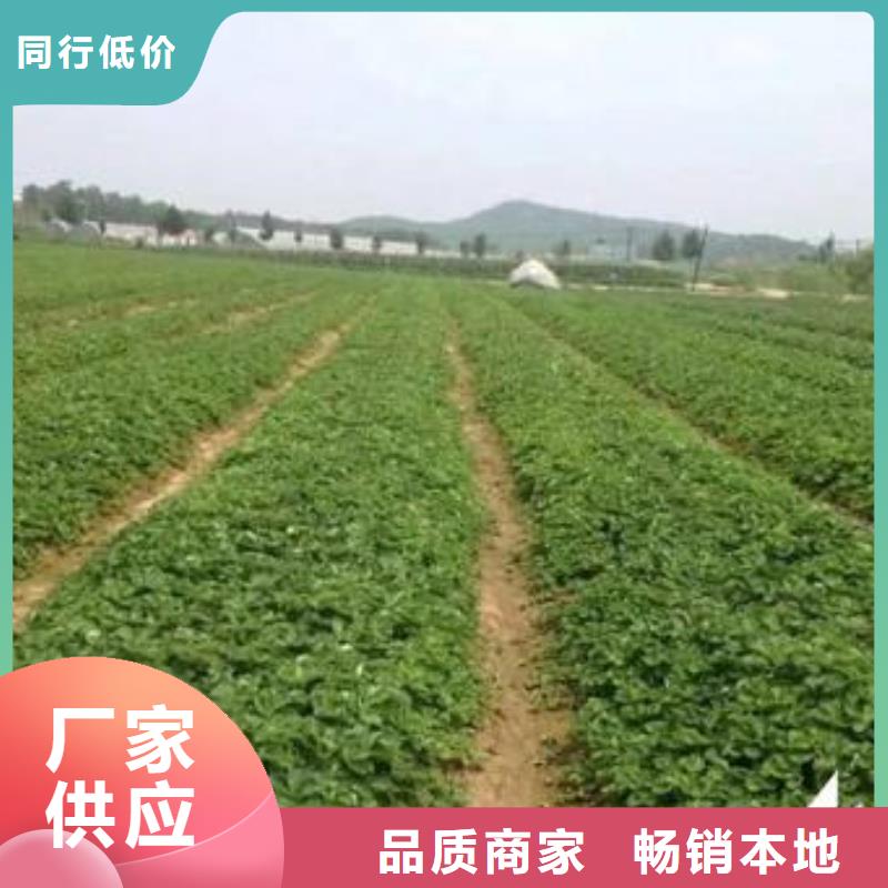 草莓苗梨树苗源头厂家来图定制