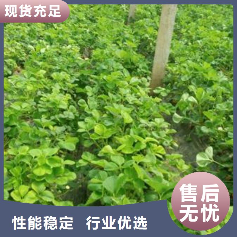 草莓苗苹果苗质检严格