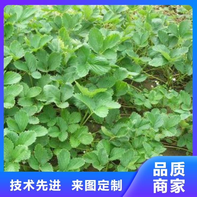 草莓苗板栗苗采购