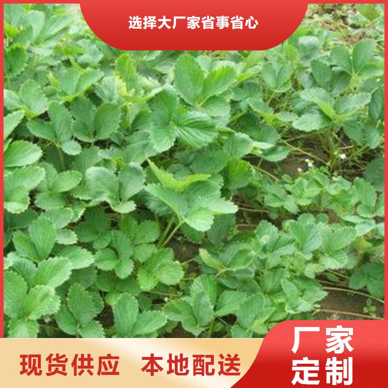 草莓苗苹果苗质检严格