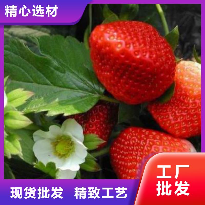工厂直供 草莓苗_【葡萄苗】厂家质量过硬-产品视频