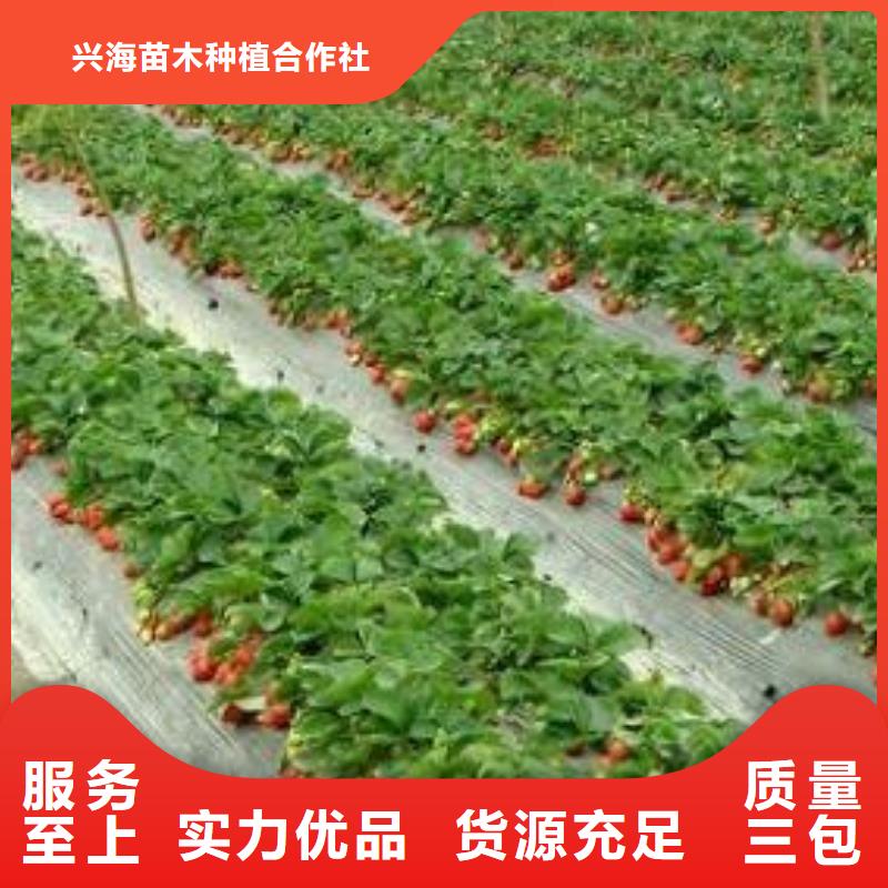 草莓苗梨树苗源头厂家来图定制