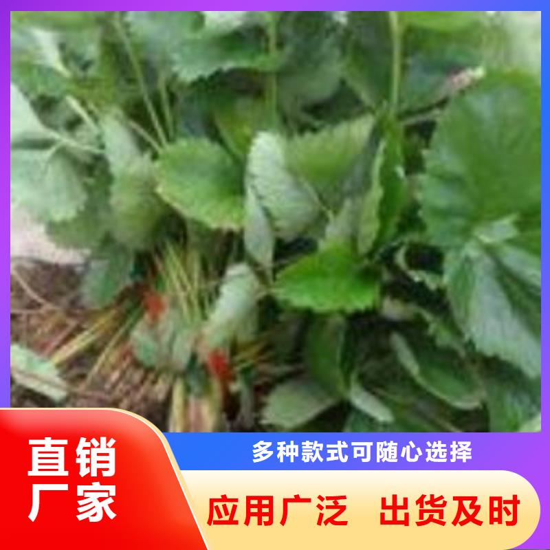 草莓苗_桃树苗老客户钟爱