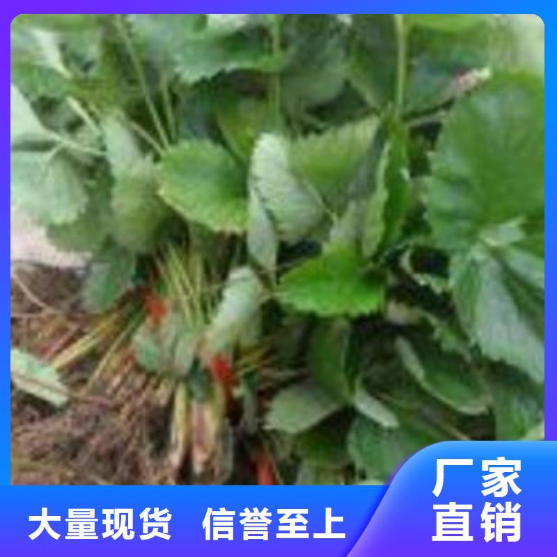 草莓苗核桃苗现货批发