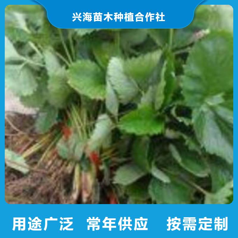 草莓苗梨树苗定制定做