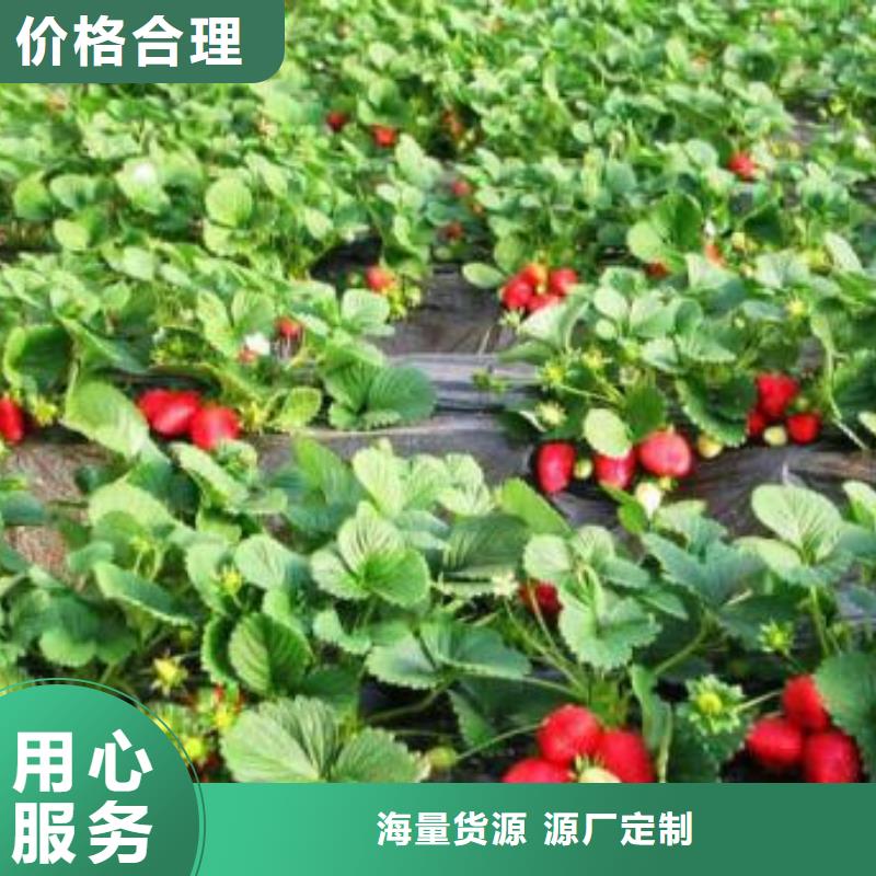 兴海【草莓苗】 李子苗放心选购28354.com