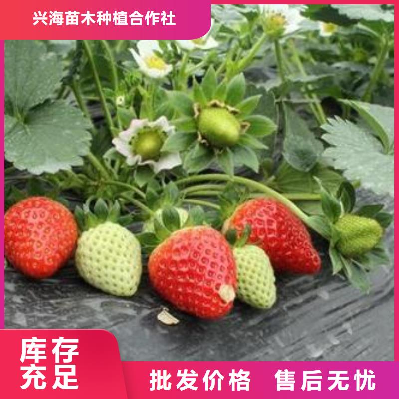草莓苗苹果苗质检严格