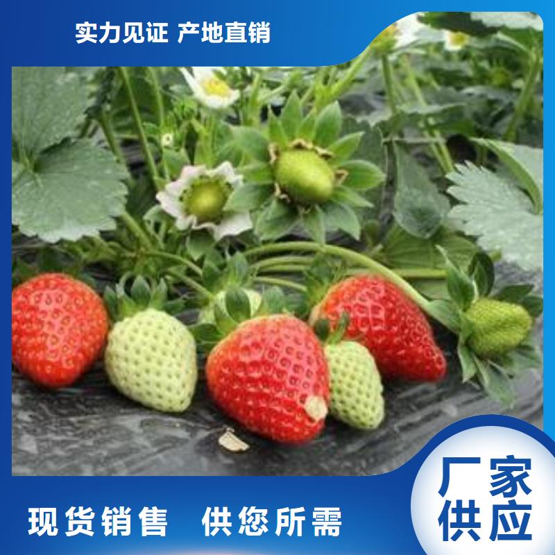草莓苗梨树苗定制定做