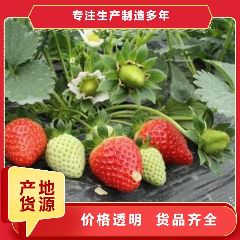 【草莓苗】_板栗苗用心做好细节-服务区域包括乐陵|齐河|日照|淄博|莱芜|潍坊|济宁|泰安等-产品视频