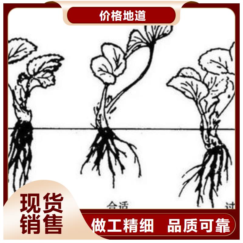 草莓苗核桃苗现货批发