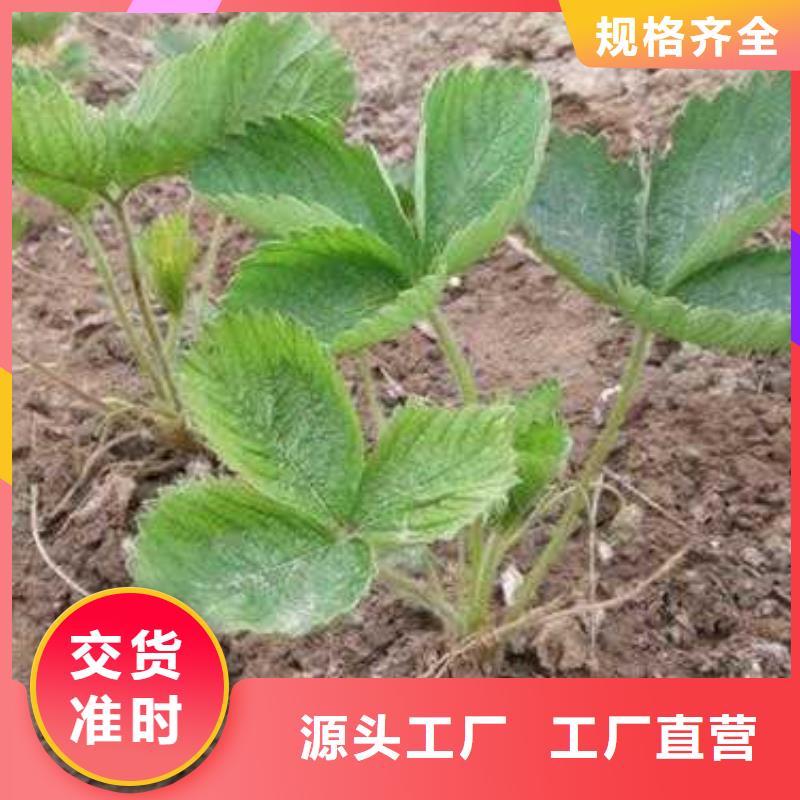 草莓苗板栗苗采购