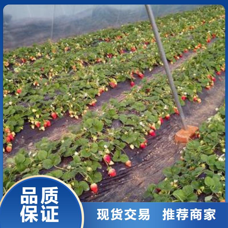 草莓苗桃树苗快速报价