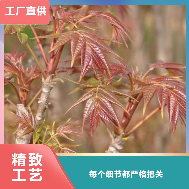 香椿苗蓝莓苗一对一为您服务