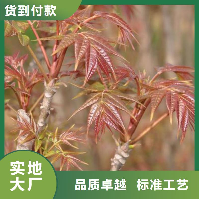 【香椿苗桃树苗欢迎新老客户垂询】