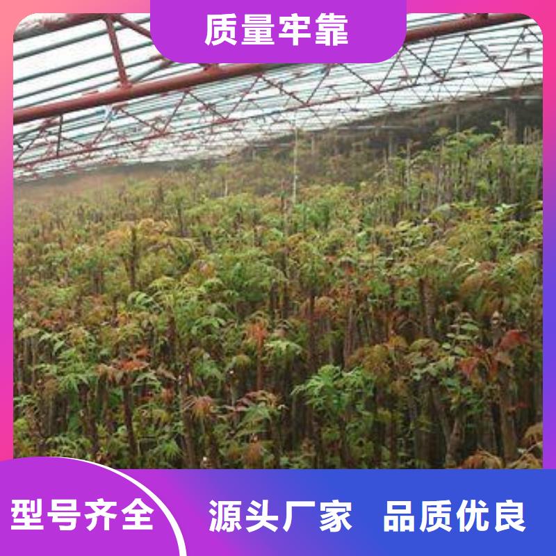 【 香椿苗_蓝莓苗采购无忧】_兴海苗木种植社(常德市分公司)