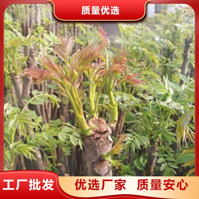 兴海【香椿苗】板栗苗您身边的厂家28354.com
