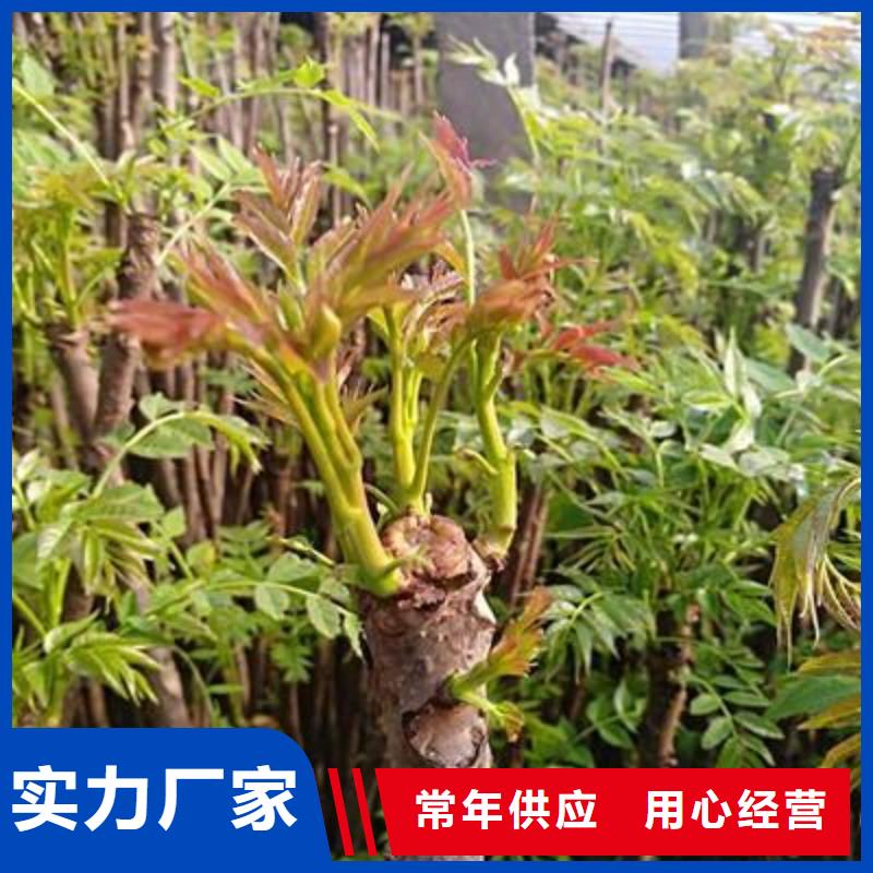香椿苗 【葡萄苗】放心选购兴海