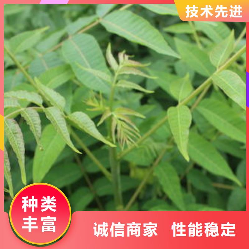 【香椿苗桃树苗欢迎新老客户垂询】