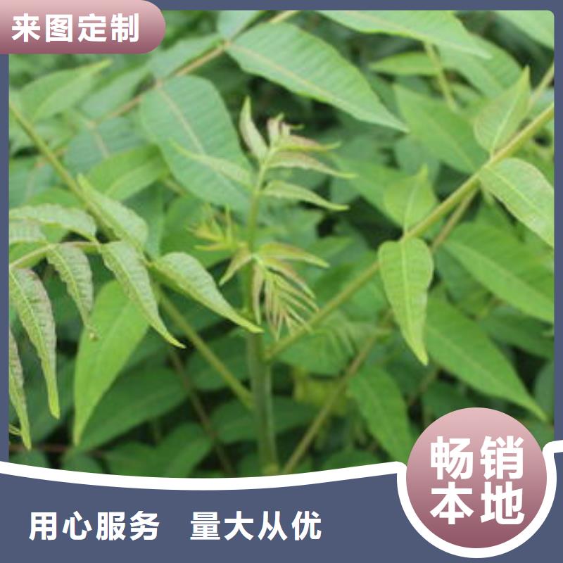 【香椿苗板栗苗厂家直发】