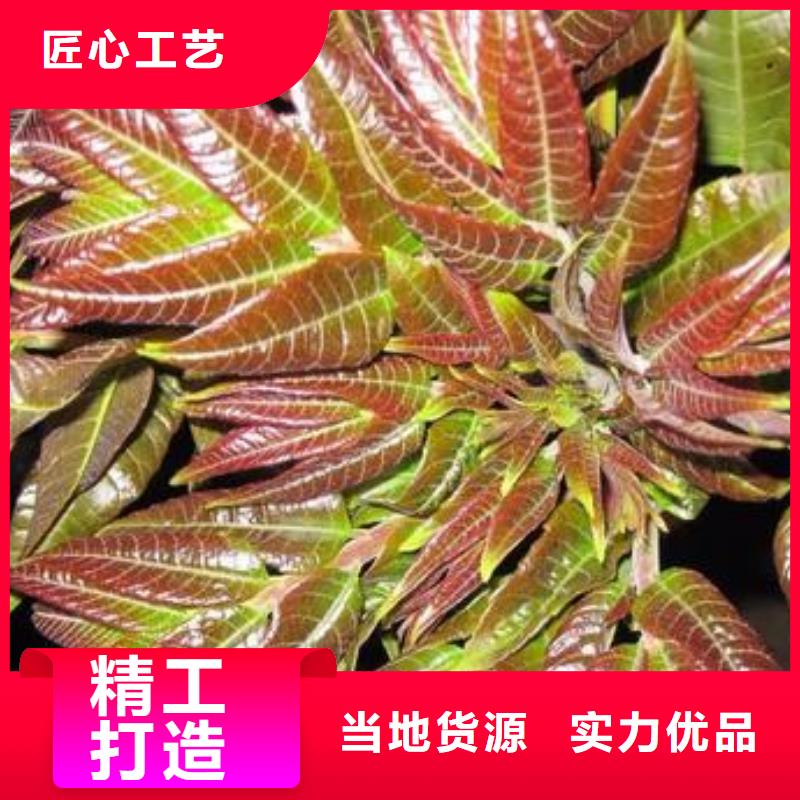 【香椿苗桃树苗欢迎新老客户垂询】