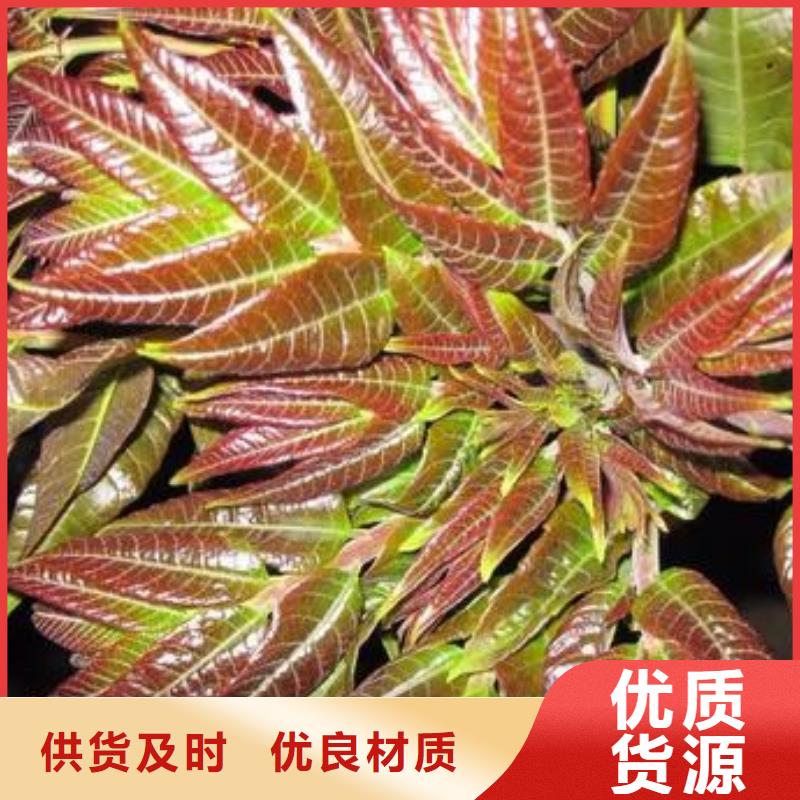 香椿苗-桃树苗实力公司