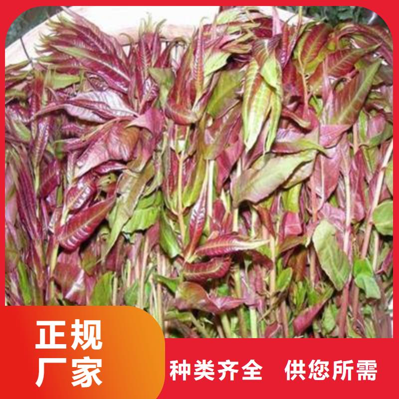 兴海【香椿苗】板栗苗您身边的厂家28354.com
