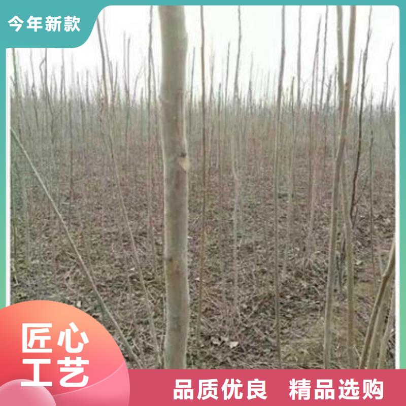 香椿苗蓝莓苗一对一为您服务