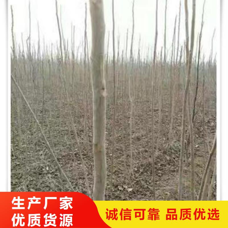 【 香椿苗_蓝莓苗采购无忧】_兴海苗木种植社(常德市分公司)