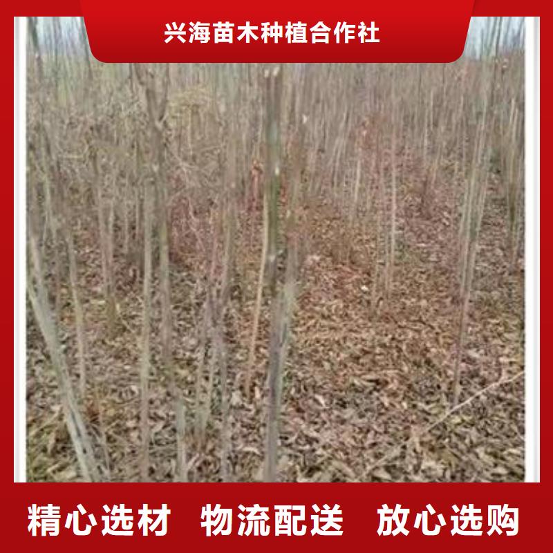 香椿苗-桃树苗实力公司
