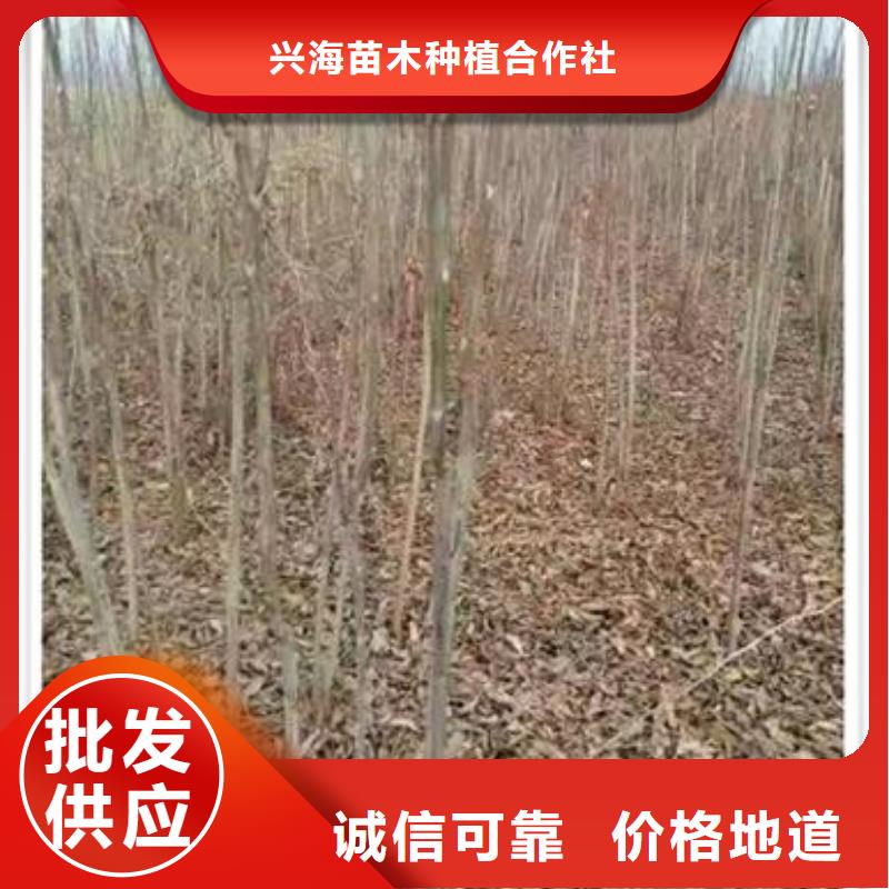 【香椿苗蓝莓苗采购】