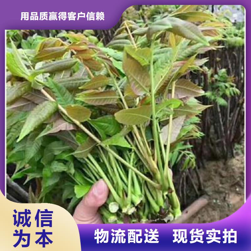 香椿苗_梨树苗货到付款
