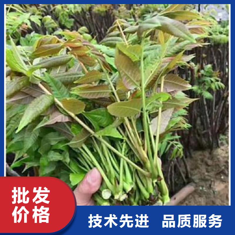 香椿苗山楂苗以质量求生存