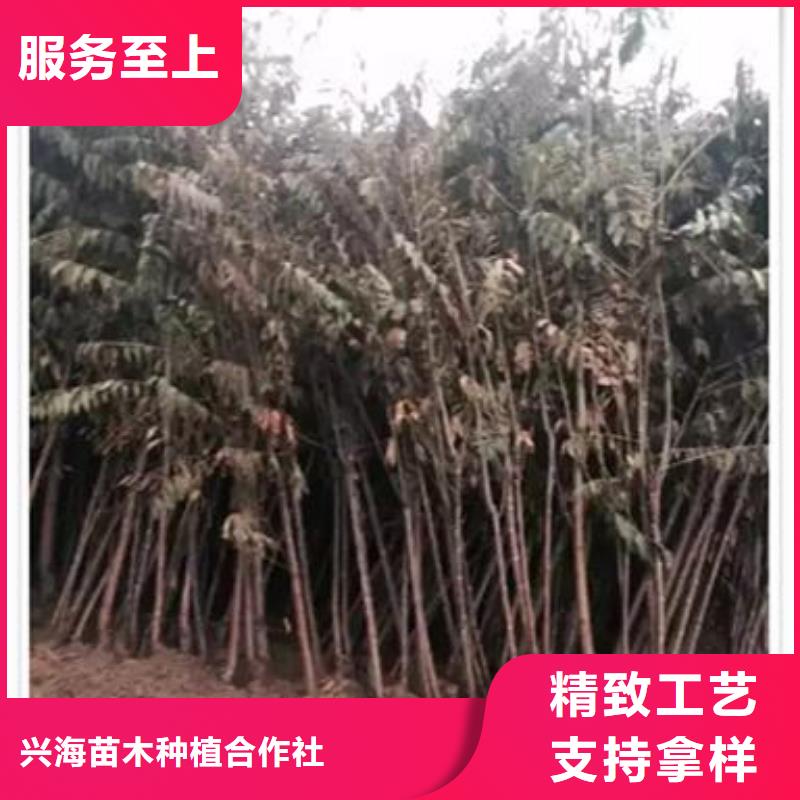 香椿苗蓝莓苗一对一为您服务