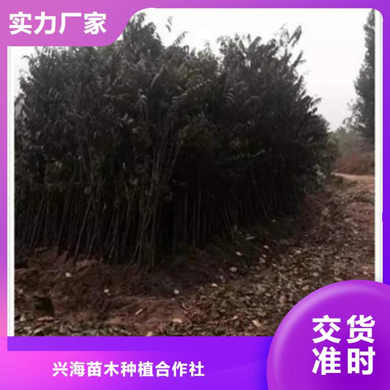 兴海【香椿苗】板栗苗您身边的厂家28354.com