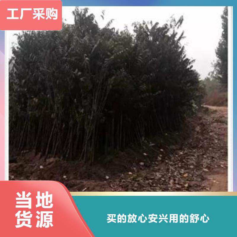 【香椿苗桃树苗欢迎新老客户垂询】