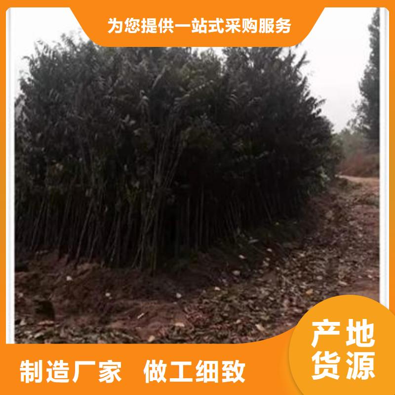 香椿苗 【葡萄苗】放心选购兴海