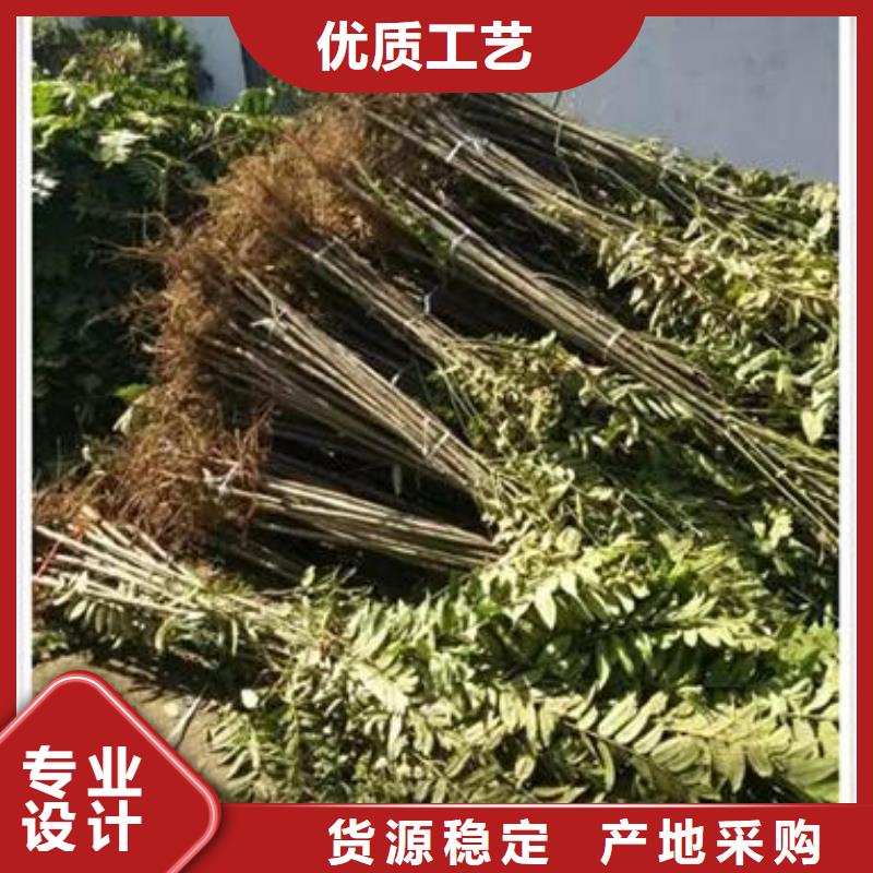 香椿苗板栗苗实力才是硬道理