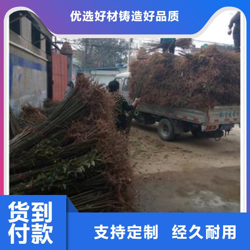 【香椿苗桃树苗优质原料】