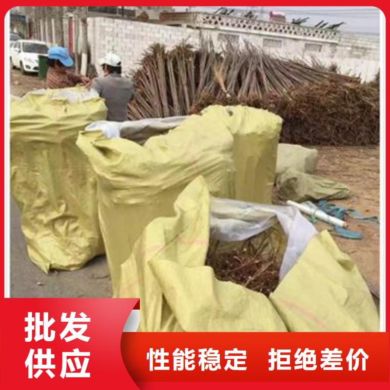 香椿苗板栗苗实力才是硬道理