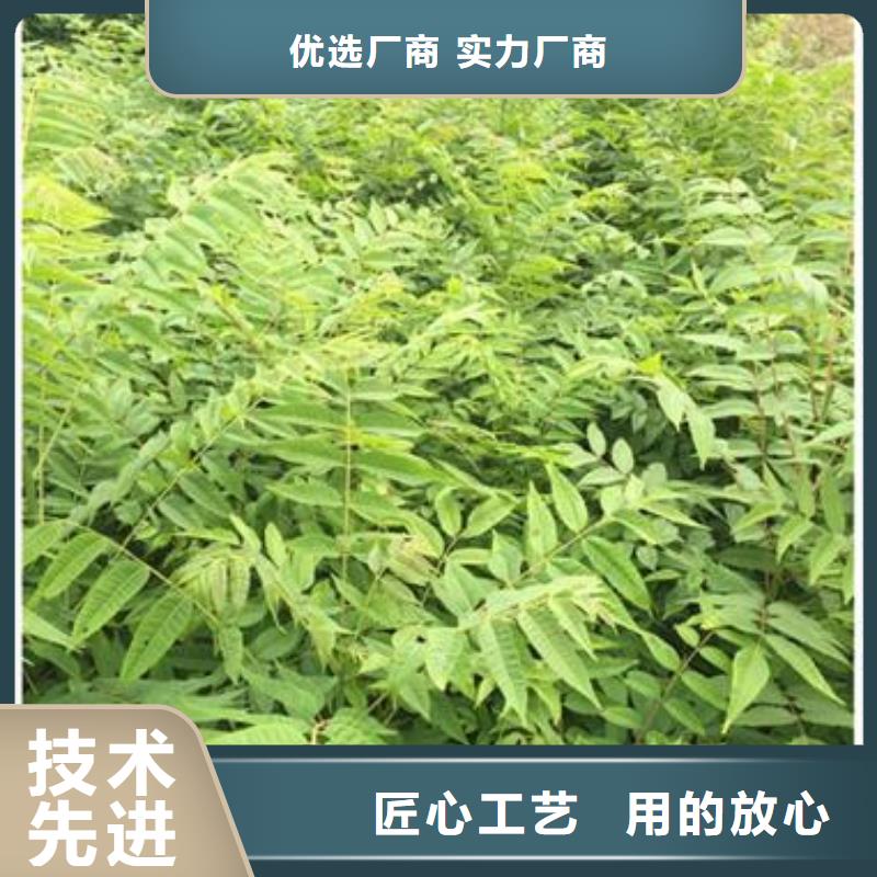 香椿苗板栗苗闪电发货