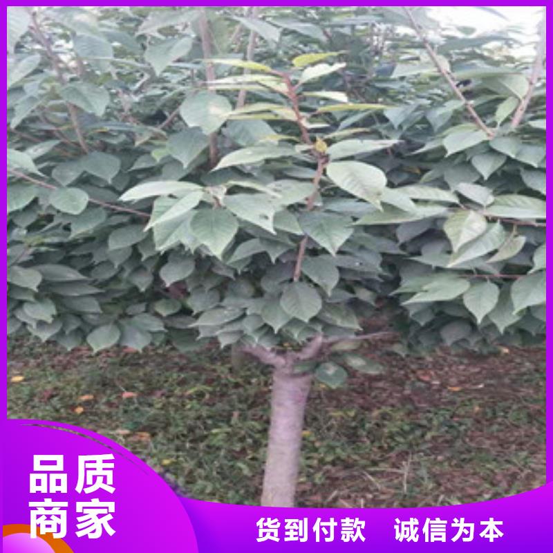 樱花核桃苗樱花苗长果桑树苗助您降低采购成本